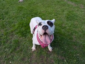 Lily has been looing for a new home since May. Pic: RSPCA