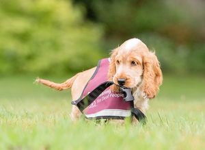 Hearing dog puppy Leo
