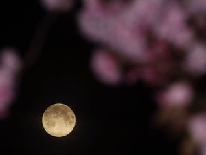 Supporting image for story: The UK was treated to a special pink moon this morning