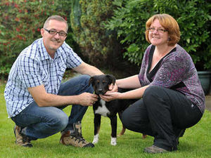 Supporting image for story: From Romania with Love for stray Zani