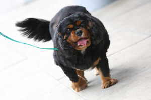 Oscar at his heaviest before he started at the fit club