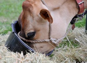 Breakfast time for this Jersey cow