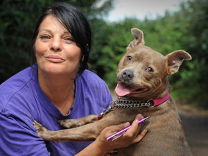 Supporting image for story: 'All I want is love and care': Dog left at Shropshire kennels with heartbreaking note