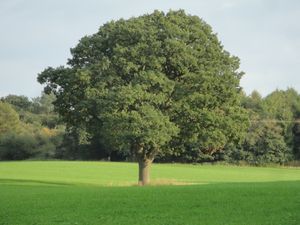 Supporting image for story: Shropshire oak pledged to Notre Dame