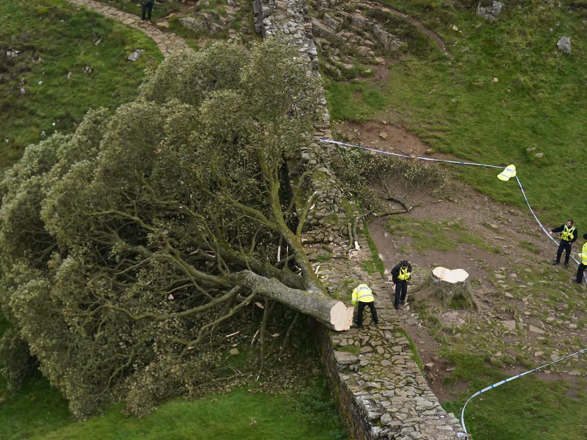 Sycamore Gap sapling planted at eastern end of Hadrian&rsquo;s Wall
