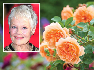 Supporting image for story: Dame Judi Dench to launch Shropshire rose named after her at Chelsea Flower Show