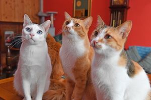 There's a real mix of cats at the Qattery