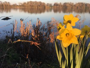 2019: Daffodils in Ellesmere. Photo: Sue Austin.