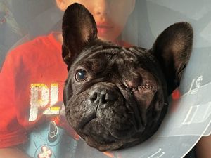 Supporting image for story: 'His eye was popping out': Wolverhampton mum's terror after dog attack left her pet missing an eye