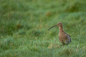 Curlew in field. Credit GWCT