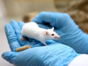 Supporting image for story: Testing on live animals fell by 3% last year, data suggests