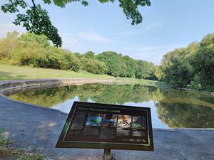 Supporting image for story: Ducks being 'shot at and killed' with air rifles in the Black Country and Staffordshire