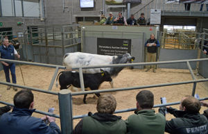 A cow and calf from The Old Stackyard Blues in the sale ring at a packed Shrewsbury Auction Centre