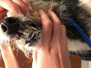 Supporting image for story: This dog’s mouth got glued shut after he chewed on a leaflet