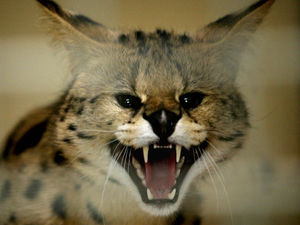 Supporting image for story: Serval, zebra and 70 boar among exotic animals kept in Shropshire