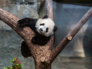 Supporting image for story: Hong Kong residents bid to name twin panda cubs who just turned six months old