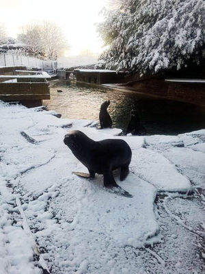 Loving the snow. Pic: http://www.dudleyzoo.org.uk/snows-love-hate-thing/