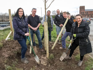 Supporting image for story: Tree-mendous effort as volunteers get planting