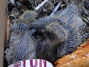 Supporting image for story: Pigeons left in box to die