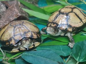Supporting image for story: 'Extremely rare' turtles stolen from Dudley Zoo in 'targeted' theft
