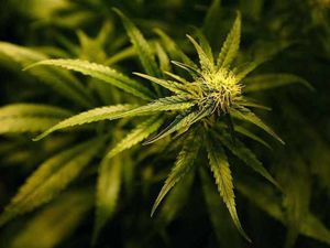 Supporting image for story: Two men charged after police uncover cannabis farm in Kidderminster