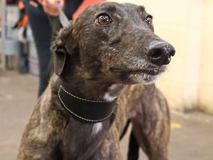 Supporting image for story: Lioness roars to five wins in a row