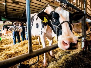 Supporting image for story: UK Dairy Day 2017: Telford to host one of the world’s largest farming events again 