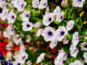 Supporting image for story: Zero-tolerance warning as Shrewsbury cracks down on a blooming nuisance