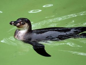 Supporting image for story: New penguins brought to Dudley Zoo after devastating malaria outbreak given Super Mario names