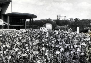 A host of daffodils on the King Street traffic island near Bird Cage Walk, Dudley, brought some pleasant relief to the busy traffic zone in April 1973.