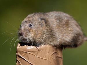 Supporting image for story: Water voles reintroduced into waterways in southern England