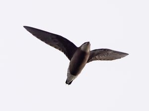 Supporting image for story: Rare white-throated needletail spotted in England for first time in 34 years
