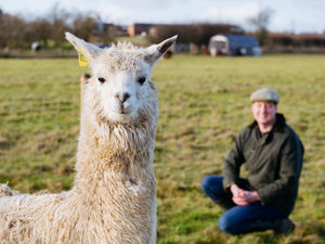 Supporting image for story: We bought an alpaca farm: Couple's life-changing move after Covid ended their business overnight