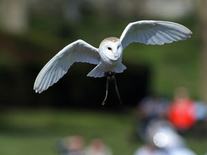 Supporting image for story: Birds of prey swoop in for new Warwick Castle show - review with pictures