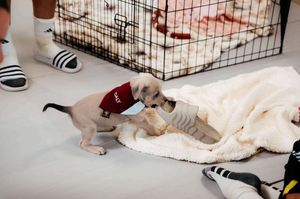 Puppy Daly steals a player's shoe