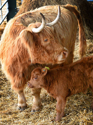 A new week old Highland calf has been born at Lower Drayton Farm, Penkridge, which visitors can now go and see