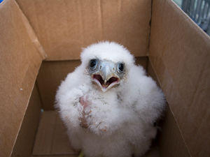 Supporting image for story: Peregrine falcon pair found dead on Clee Hill from poisoning
