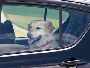 Supporting image for story: Number of dogs left in hot cars in Shropshire rises by 20 per cent