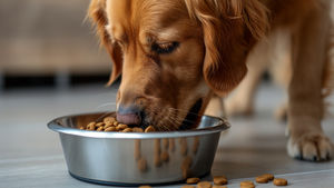 Vet-approved dog food is among the products available with the new Subscribe & Go service