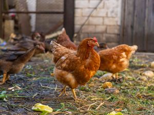 Supporting image for story: Person contracts bird flu on West Midlands farm