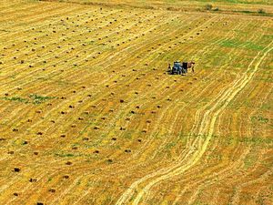 Supporting image for story: Poor mental health is biggest hidden problem, say farmers 