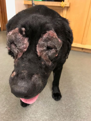 Abbie the labrador