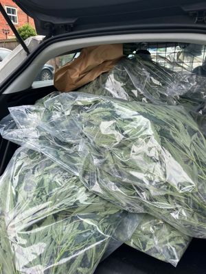 Cannabis plants seized from the Brierley Hill property.