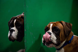 Boxer dogs at the Birmingham National Exhibition Centre (NEC) for the third day of the Crufts Dog Show. PA Photo. Issue date: Saturday March 7, 2020. See PA story ANIMALS Crufts. Photo credit should read: Jacob King/PA Wire.