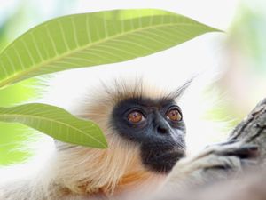 Supporting image for story: Wildlife Exhibition returning to Wolverhampton Art Gallery