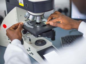 Hands using a microscope