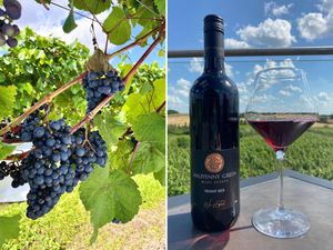 Supporting image for story: 'We could double our 2024 harvest!' Grape expectations at Halfpenny Green Wine Estate thanks to heatwave