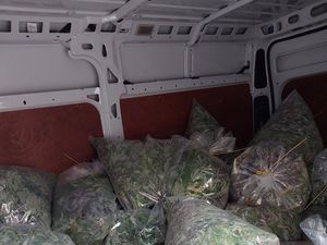 Supporting image for story: £435,000 of cannabis plants seized in Smethwick police drugs bust