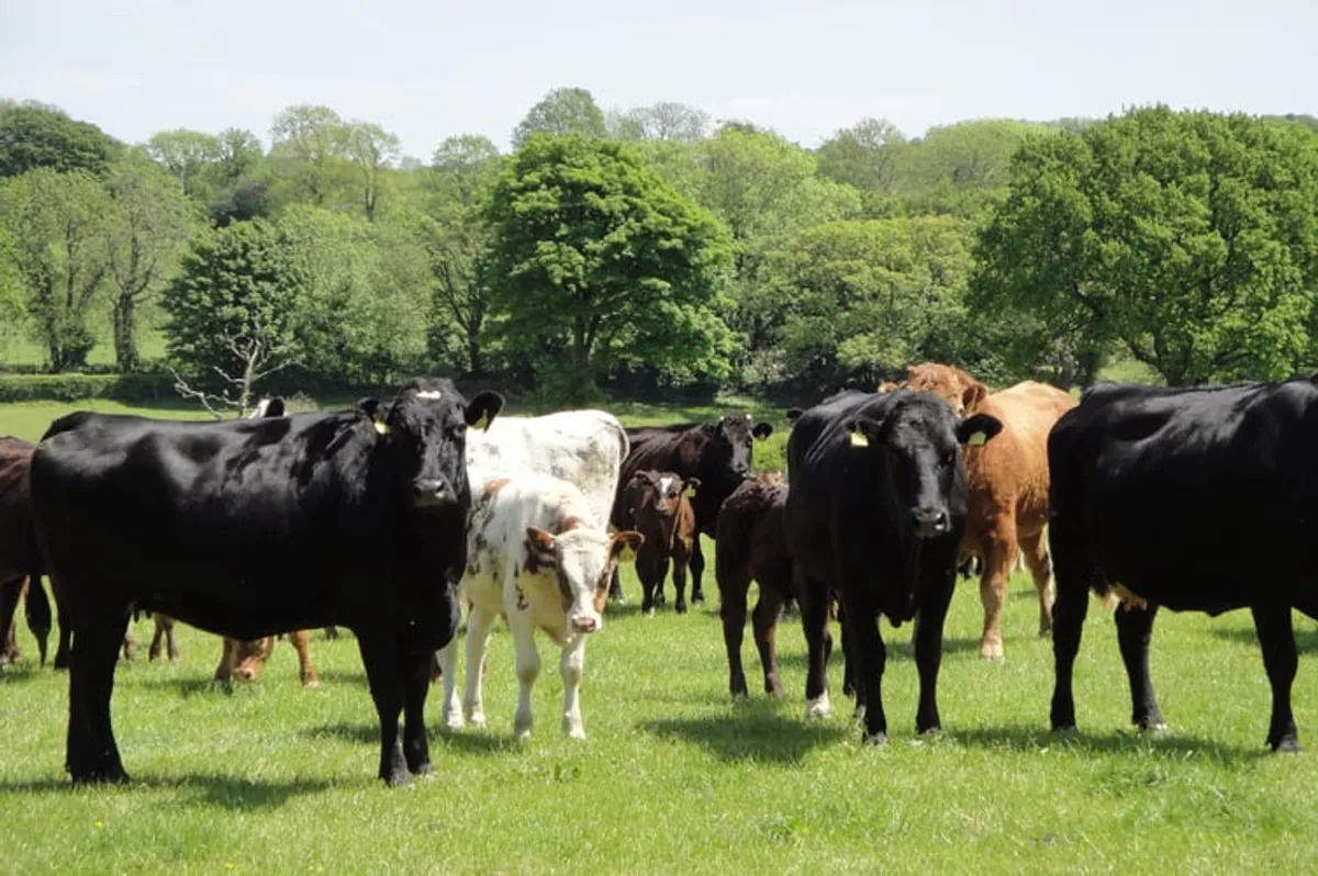 New case of bluetongue virus in Shropshire confirmed at county farm New case of bluetongue virus in Shropshire confirmed at county farm