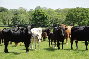 The virus can affect sheep, cattle, deer and goats, along with camelids like llamas and alpacas